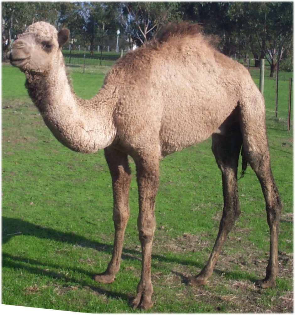 Camel5.jpg